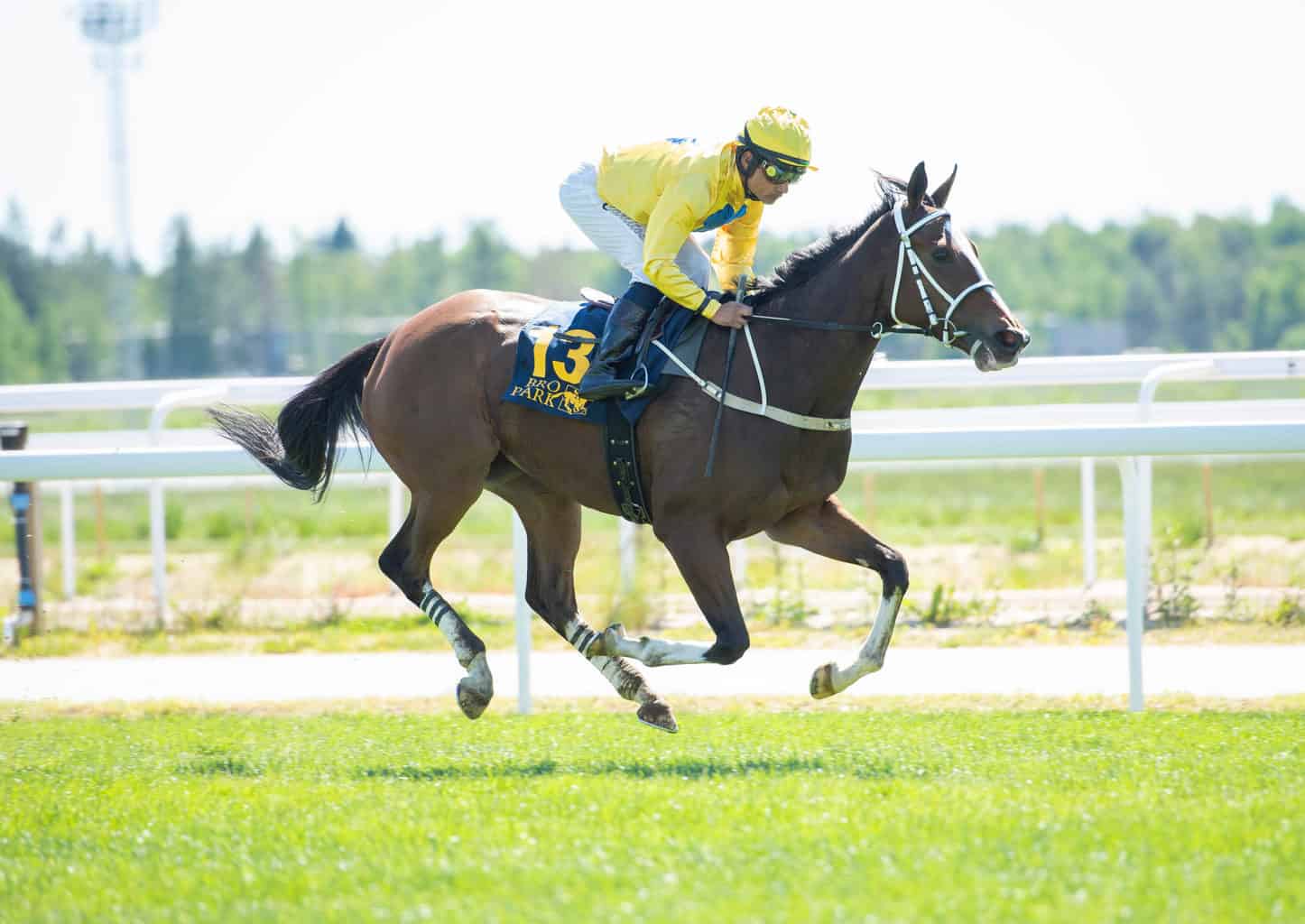 Silent_Night_fotograf_Elina_Bj__rklund-Svensk_Galop